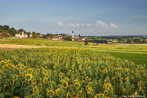 Gemeinde Tarsdorf Bezirk Braunau Tarsdorf Sonnenblumen (Dirschl Johann) Österreich BR